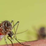 How Anopheles stephensi Could TransformMalaria Transmission in Western Kenya