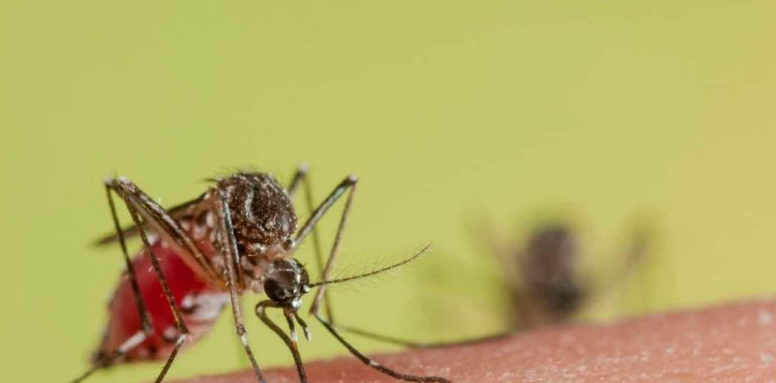 How Anopheles stephensi Could TransformMalaria Transmission in Western Kenya